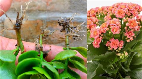 How to propagate kalanchoe | Kalanchoe propagation | how to grow kalanchoe plant from cuttings ...