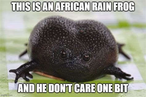 I gotta say.. im feelin like how African rain frog looks - Imgflip