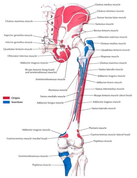 Human body anatomy, Body anatomy, Muscle anatomy