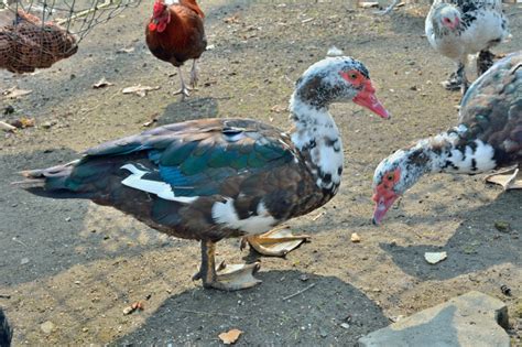 Breed Profile: Muscovy Duck - Backyard Poultry