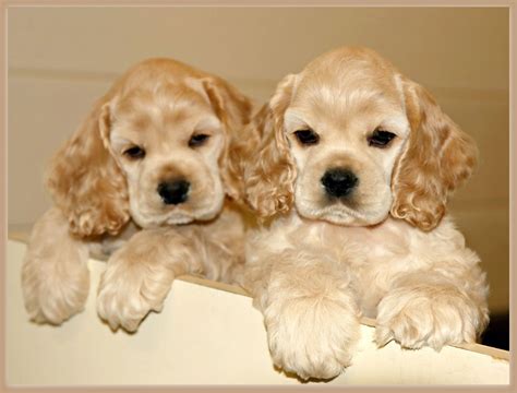 Cocker Spaniel Puppies