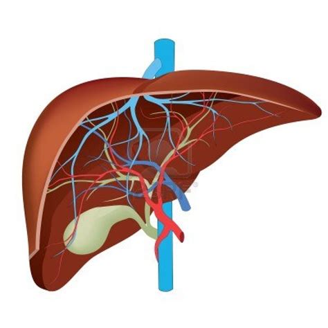 Liver diagram for assignment ~ Human Anatomy