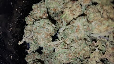 Blue Dream Strain Information & Reviews | Where's Weed