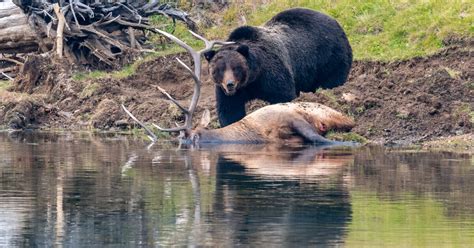 Caught on camera: Grizzly bear in Yellowstone National Park makes feast of bull elk