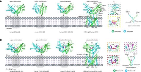 Frontiers | Activation of STING Based on Its Structural Features