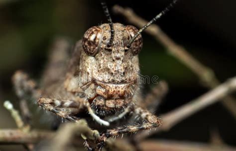 Macro Photo of Brown Grasshopper Camouflage on Twig Stock Image - Image of detail, antenna ...