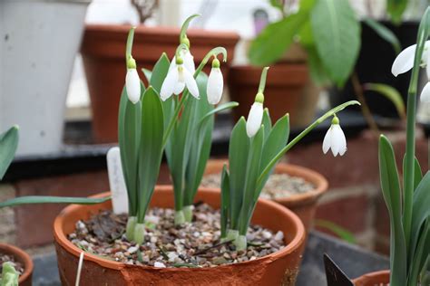 A snowdrop special – 6 pretty Galanthus varieties - The Tea Break Gardener