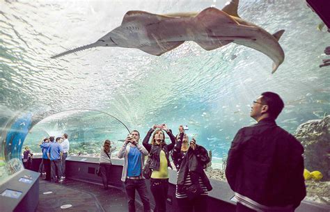 Toronto aquarium lets visitors sleep with the sharks – Winnipeg Free Press