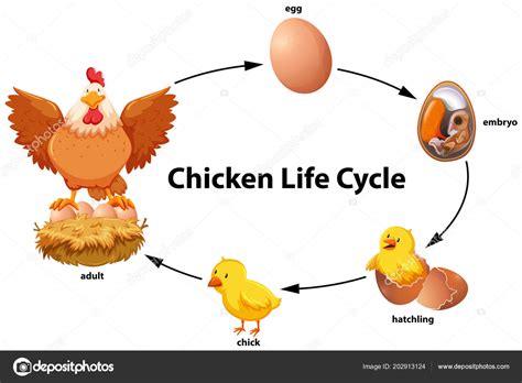 Chicken Life Cycle Diagram Illustration Stock Vector Image by ©blueringmedia #202913124