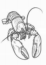 Beautiful realistic lobster  Lobster Coloring Pages sketch template