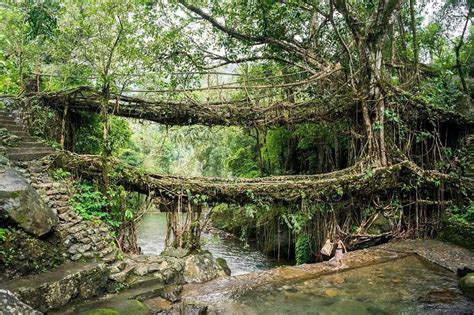 Living Root Bridge Cherrapunji, Entry Fee, Tourist Attraction