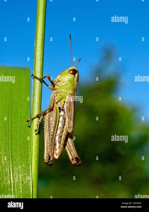 Edible grasshopper species hi-res stock photography and images - Alamy