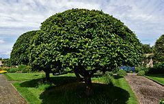 Category:Grimsthorpe Castle Gardens - Wikimedia Commons