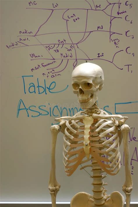 Skeleton in Anatomy Classroom Stock Photo - Image of skeleton, shoulder: 1242948