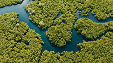 Aerial view of mangrove forest and river on the Siargao island, Philippines | Windows 10 ...