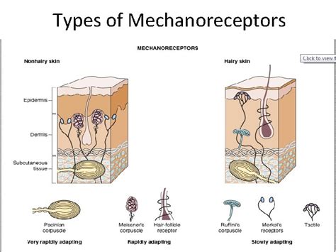 Mechanoreceptors Mechanoreceptors Mechanoreceptors are stimulated by mechanical compression