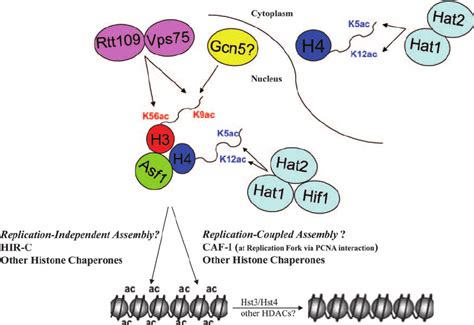 Model illustrating the roles of histone chaperones and HATs during ...