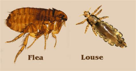 10 Main Difference between Lice and Fleas | Animal Differences