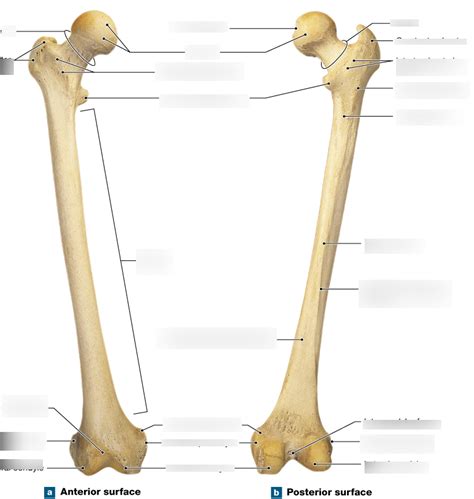 Bone Markings on Femur Diagram | Quizlet