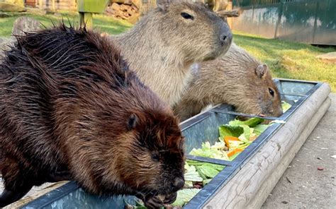 Capybara & Beaver Close Encounter | Capybara Feeding Experience UK ...