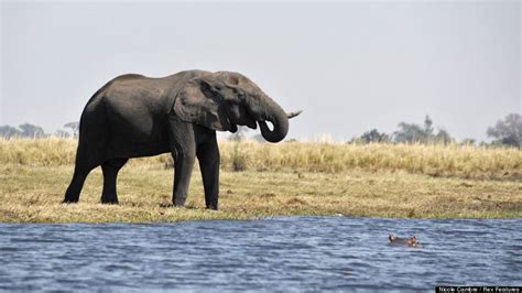 Elephant And Hippo Disagree, Face Off At Botswana's Chobe River | HuffPost