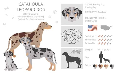 Catahoula Leopard Dog: Striking looks, loyal protector, companion