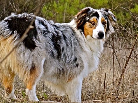 Blue merle Australian shepherd | Australian shepherd blue merle ...