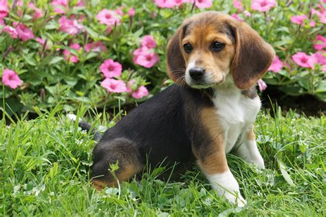 Beagle Puppy For Sale Millersburg OH Female Mindy – AC Puppies LLC