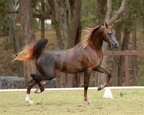 Flaxen Chestnut Arabian Horse