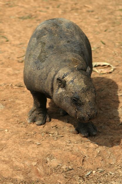 Hippopotamus Reproduction - Hippoworlds