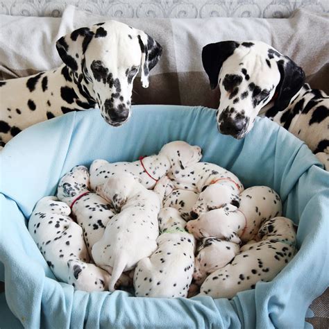 Dalmatian Spots Aren't Present At Birth, But They Are Predetermined | IFLScience