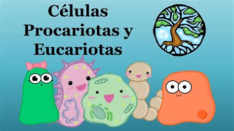 Diferencias entre célula PROCARIOTA y EUCARIOTA - YouTube