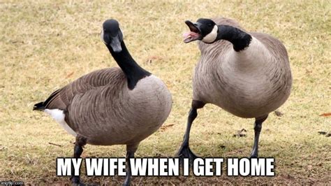 Image tagged in geese,wife,angry - Imgflip