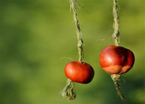 How to win a conker fight this autumn! - MyLondon