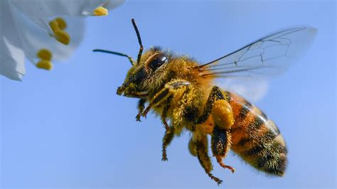 Superbiene oder Umweltrisiko? US-Forscher wollen Insekten mit genmanipulierten Bakterien ...