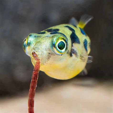 Pea Puffer (dwarf pufferfish) – info and care - Pets-Society