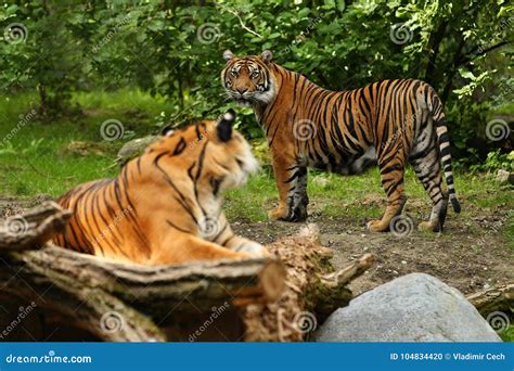 Sumatran Tiger in Nature Looking Habitat in Zoo Stock Photo - Image of critically, carnivore ...