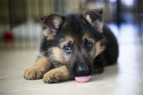 Cute German Shepherd Wallpapers - Top Free Cute German Shepherd ...