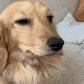 Dachshund Dog GIF - Dachshund Dog Puppy - Discover & Share GIFs