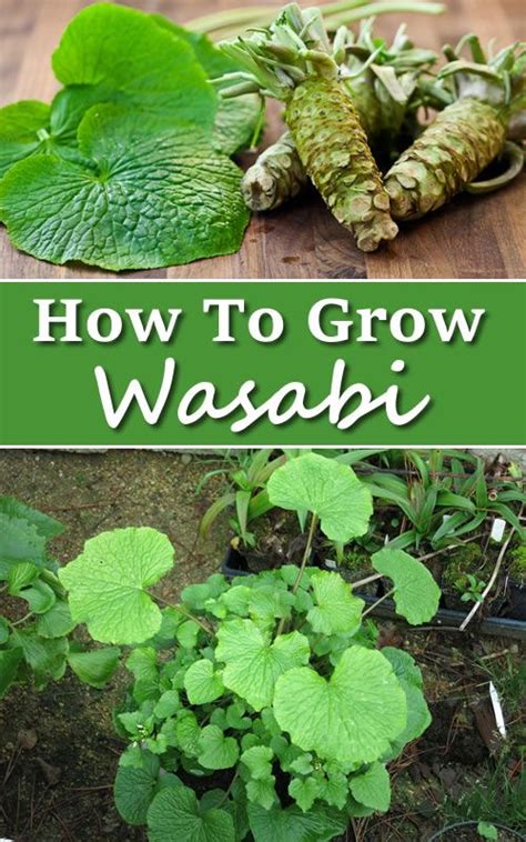 How To Grow Wasabi | Survival gardening, Bucket gardening, Amazing gardens