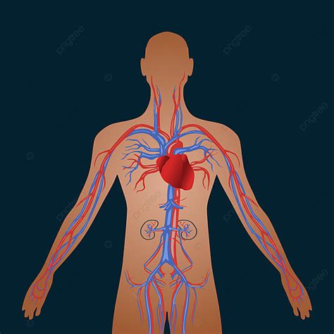 Sistema Circulatorio Humano De Circulación Cardiovascular PNG ,dibujos Clipart Humano, Salud ...