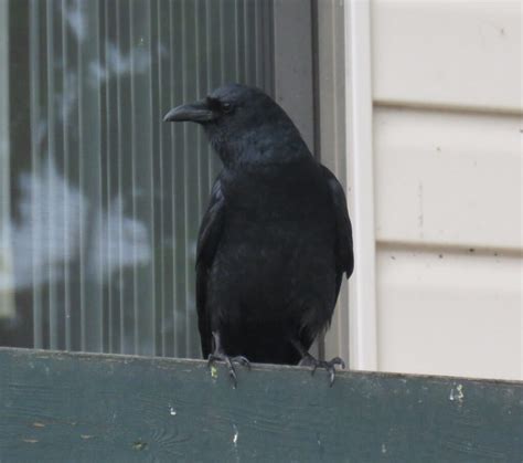 Fish Crow Friends - FeederWatch