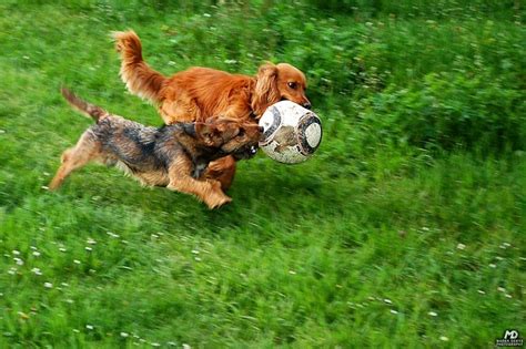 30 Photos Cute Animals Play Ball | free download wallpaper