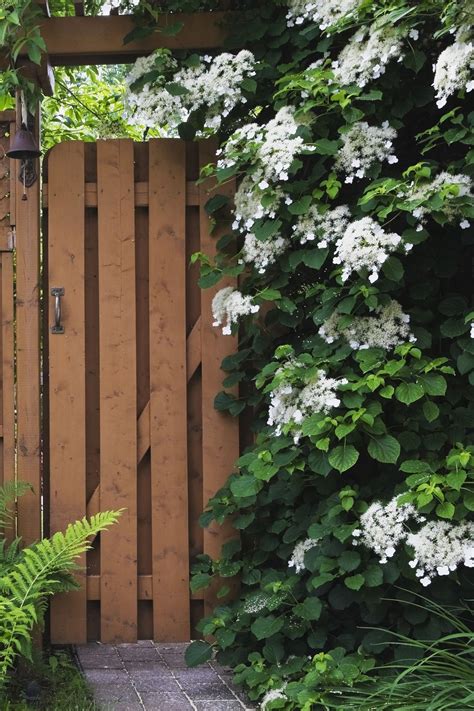 These Gorgeous Flowering Vines Add Vertical Color to Your Yard and ...