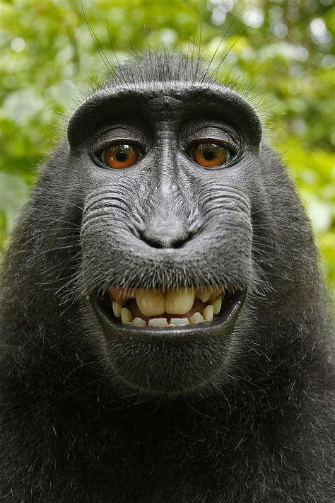Royalty-Free photo: Black monkey | PickPik