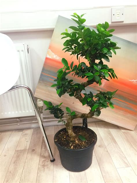 1 Large Ficus Benjamina Weeping Fig Tree S Shape Bonsai Evergreen Indoor Plant | eBay