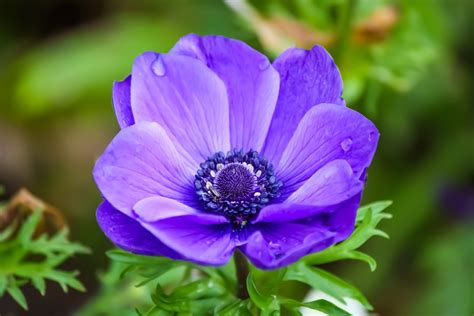 Anemone Flower Meaning and Symbolism – A to Z Flowers