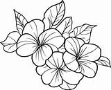Cute Flower coloring Pages Primrose drawing Evening  sketch template