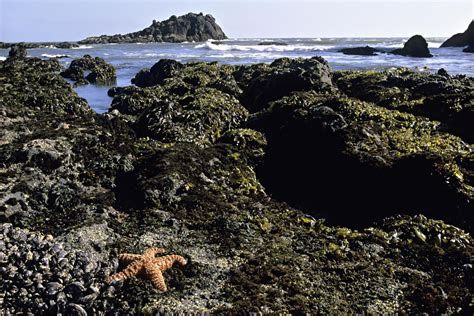 Intertidal Zone Habitat Profile