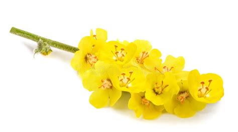 Mullein flowers stock image. Image of blossom, nature - 263253137